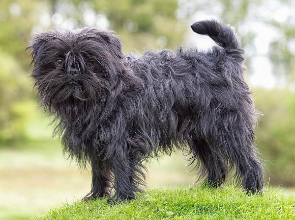 Top 15 Smallest Dog Breeds affenpinscher one of the smallest dog breed | Dogs