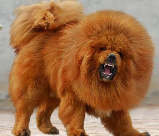 chow-chow-dog-look-like-lion.jpg