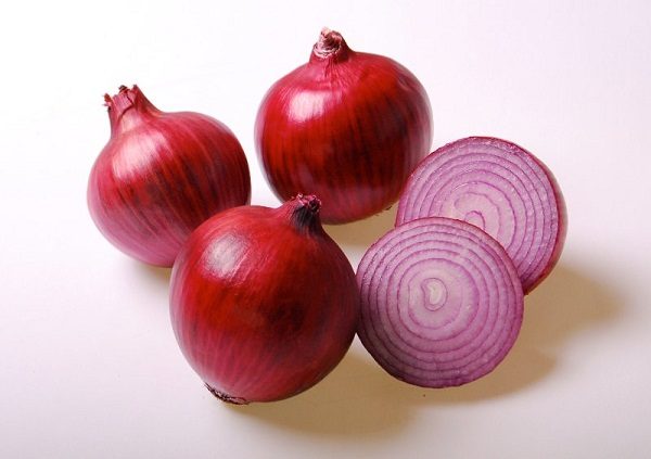 How to get rid of lizards in our homes? 6 How to get rid of lizards in our homes? onion to get rid of lizards | Behaviour & Training