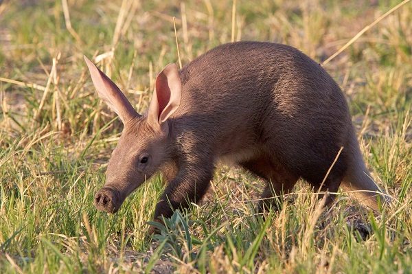 Top 12 Examples Of Living Fossils Aardvark one of the living fossils | Bizarre Animals