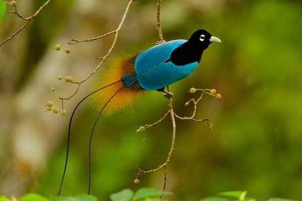Top 13 Pretty Birds In The World Blue Bird of Paradise one of the beautiful birds in the world | Birds