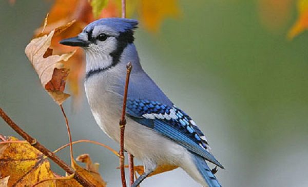 Blue Jay-one of the pretty birds in the world 05 Blue Jay one of the pretty birds in the world 05 |