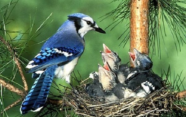 Top 13 Pretty Birds In The World Blue Jay one of the pretty birds in the world 09 | Birds