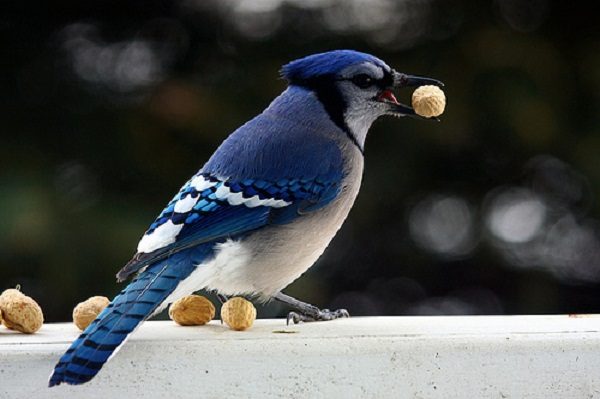Top 13 Pretty Birds In The World Blue Jay one of the pretty birds in the world 12 | Birds