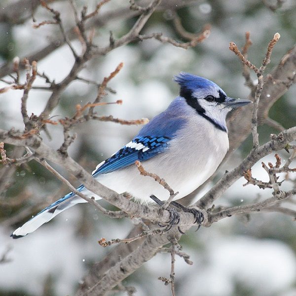 Top 13 Pretty Birds In The World Blue Jay one of the pretty birds in the world 13 | Birds