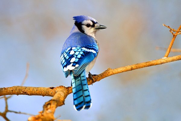 Blue Jay-one of the pretty birds in the world Blue Jay one of the pretty birds in the world |