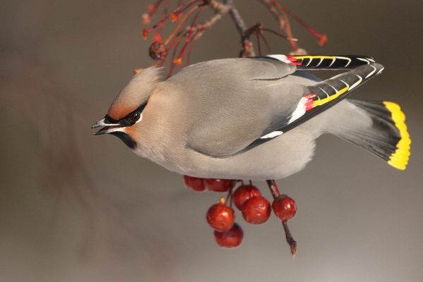 Top 13 Pretty Birds In The World Bohemian Waxwing one of the beautiful birds in the world 02 | Birds