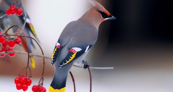 Top 13 Pretty Birds In The World Bohemian Waxwing one of the beautiful birds in the world 03 | Birds