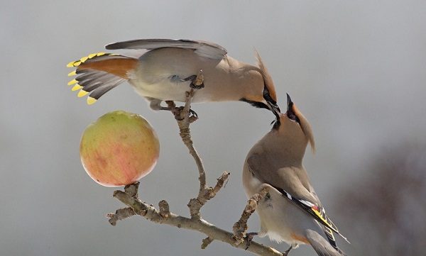 Top 13 Pretty Birds In The World Bohemian Waxwing one of the beautiful birds in the world 08 | Birds