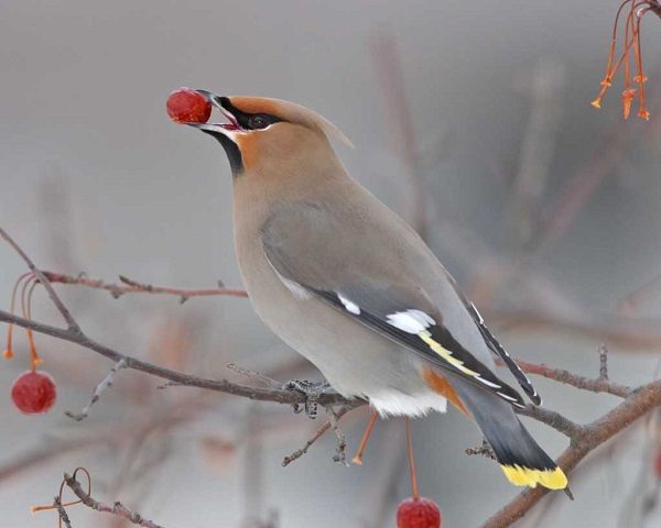 Top 13 Pretty Birds In The World Bohemian Waxwing one of the beautiful birds in the world | Birds
