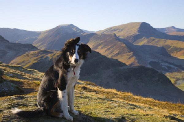 12 Facts About Border Collies Border collie 1010 | Dogs