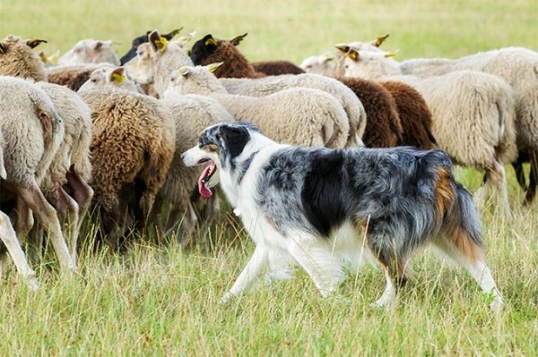 12 Facts About Border Collies Border collie 2020 | Dogs