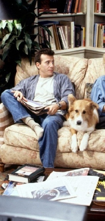 12 Facts About Border Collies Border collie Maui a good actor played Murray on tv | Dogs