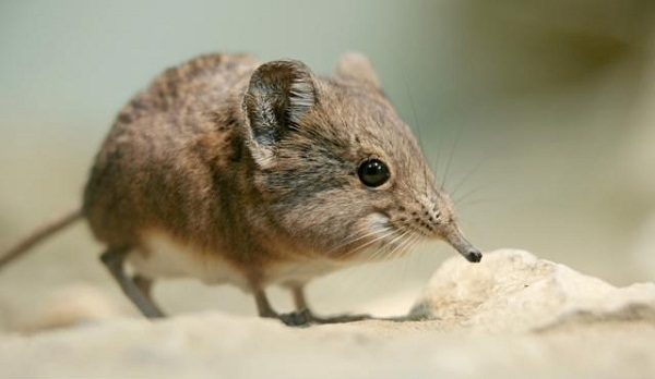 Top 12 Examples Of Living Fossils Elephant shrew one of the living fossils | Bizarre Animals