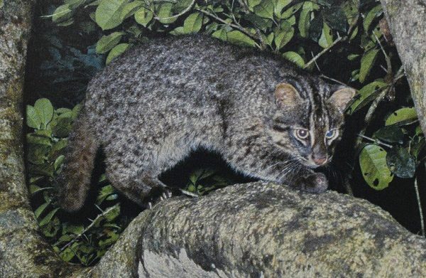 Iriomote cat-one of the living fossilf Iriomote cat one of the living fossilf |