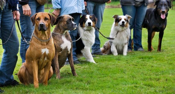 Making Money By Dog Breeding 14 Making Money By Dog Breeding Make network with dog breeders | Behaviour & Training