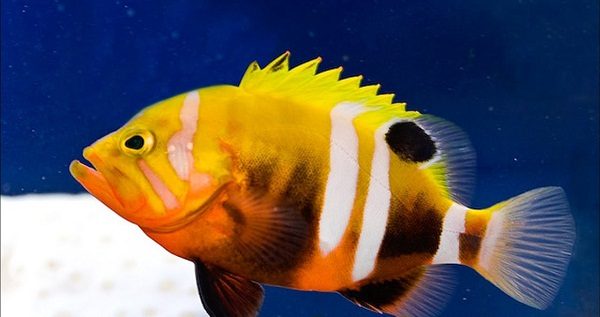Top 10 Most Expensive Tropical Fish 7 Top 10 Most Expensive Tropical Fish Neptune grouper one of the expensive fish. 02jpg | Fish
