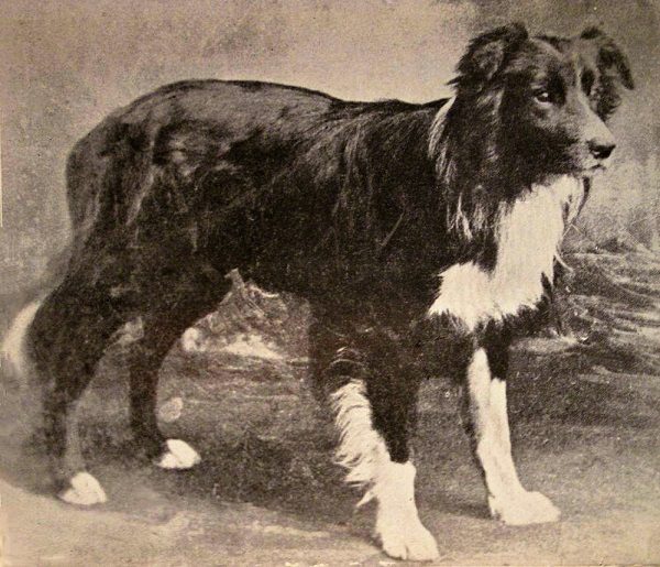 12 Facts About Border Collies Old Hemp is the considered the progenitor of the Border collie breed 01 | Dogs