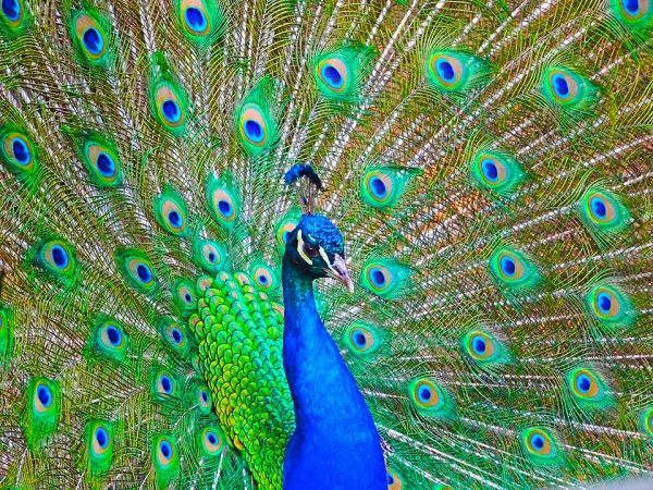 Top 13 Pretty Birds In The World Peacocks one of the beautiful birds in the world 01 | Birds