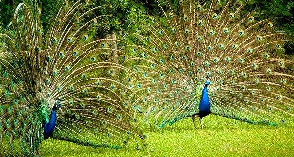 Top 13 Pretty Birds In The World Peacocks one of the beautiful birds in the world 02 | Birds