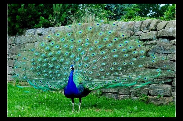 Top 13 Pretty Birds In The World Peacocks one of the beautiful birds in the world 04 | Birds