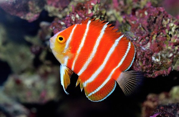 Top 10 Most Expensive Tropical Fish 4 Top 10 Most Expensive Tropical Fish Peppermint Angelfish one of the expensive fish | Fish