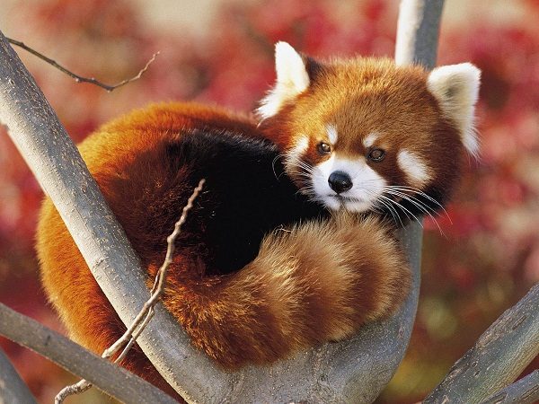 Top 12 Examples Of Living Fossils Red panda one of the living fossils | Bizarre Animals