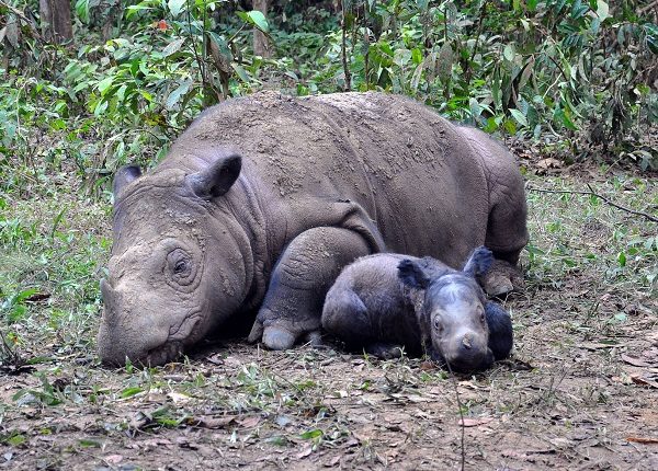 Top 12 Examples Of Living Fossils Sumatran Rhinoceros.one of the living fossils 03 | Bizarre Animals