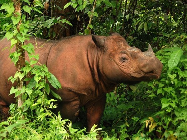 Sumatran Rhinoceros.one of the living fossils Sumatran Rhinoceros.one of the living fossils |