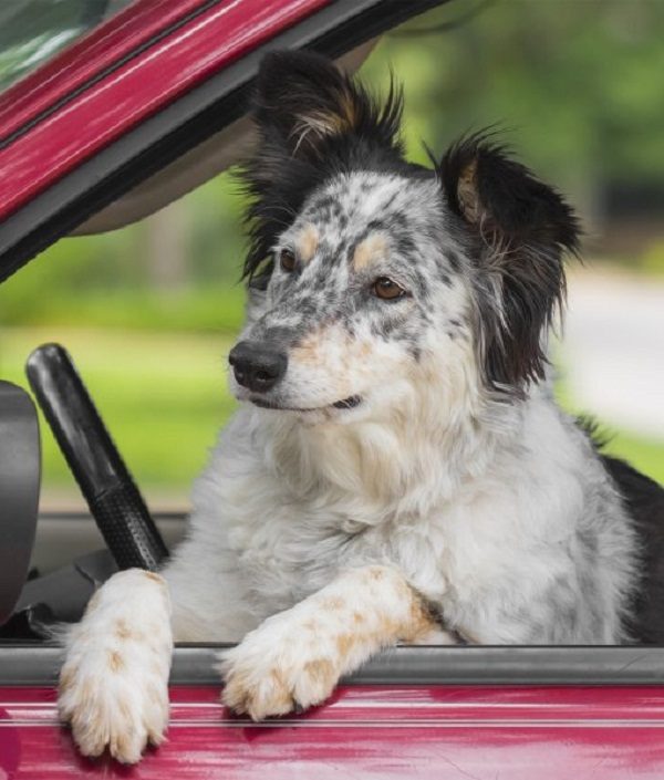 12 Facts About Border Collies The Border collie that named Striker achieved an unusual world record | Dogs