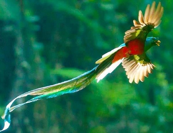 Top 13 Pretty Birds In The World The Quetzal one of the beautiful birds in the world 01 | Birds