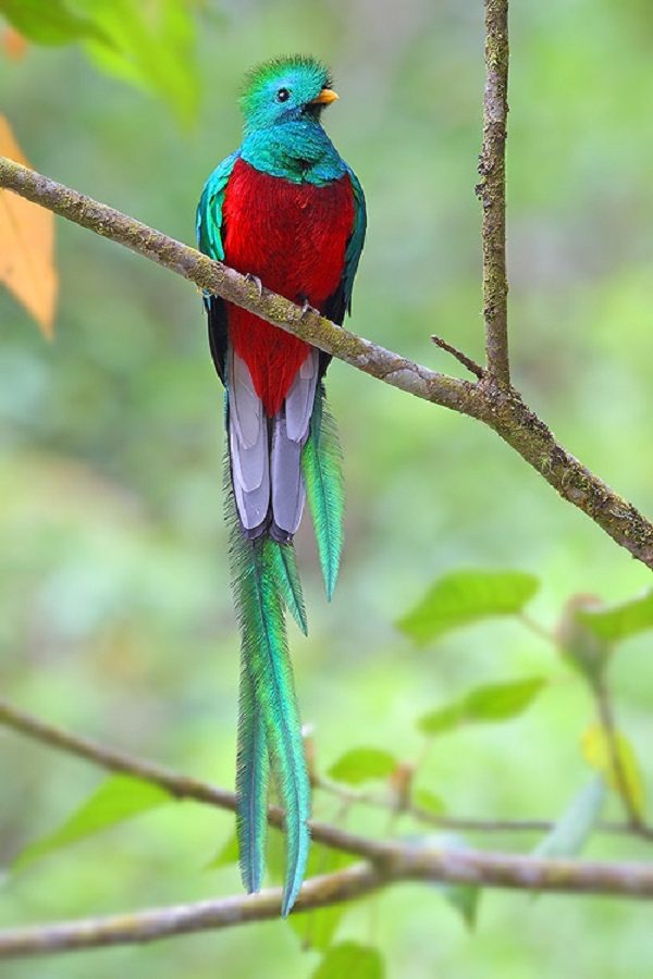 Top 13 Pretty Birds In The World The Quetzal one of the beautiful birds in the world 03 | Birds