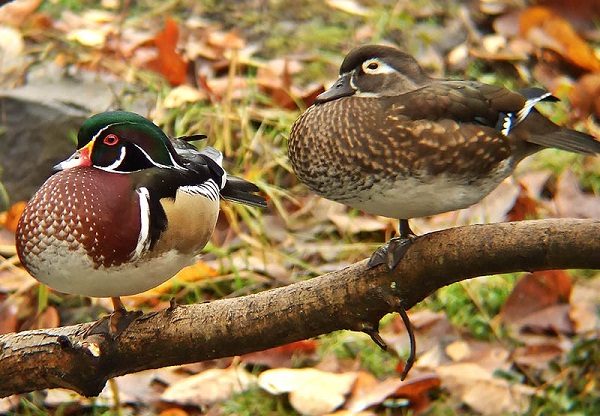 Top 13 Pretty Birds In The World Wood Duck one of the pretty birds in the world 05 | Birds