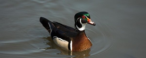 Top 13 Pretty Birds In The World Wood Duck one of the pretty birds in the world02 | Birds
