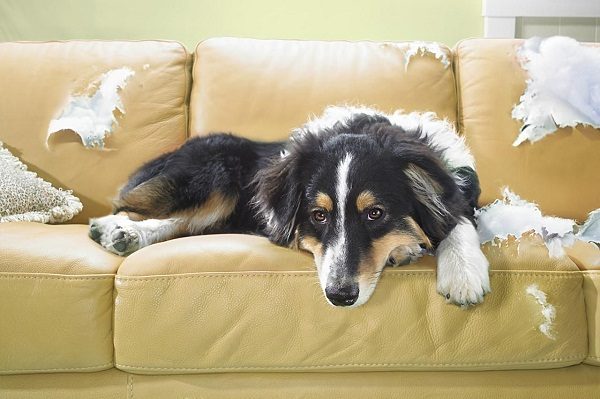 15 Things You Should Know About Your Dog 3 15 Things You Should Know About Your Dog bored dog chewing things | Behaviour & Training