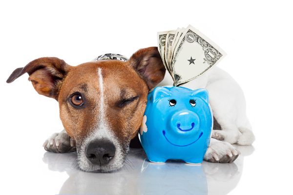 Making Money By Dog Breeding 10 Making Money By Dog Breeding buy dog 01 | Behaviour & Training