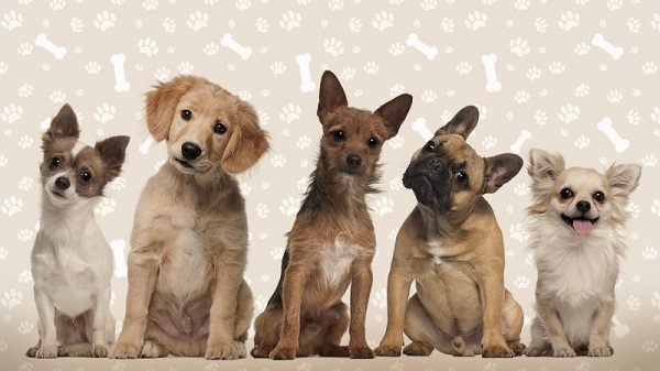 Making Money By Dog Breeding 2 Making Money By Dog Breeding choose the suitable type for you to breed 02 | Behaviour & Training