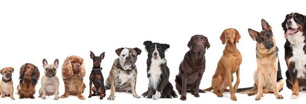 Making Money By Dog Breeding 3 Making Money By Dog Breeding choose the suitable type for you to breed | Behaviour & Training