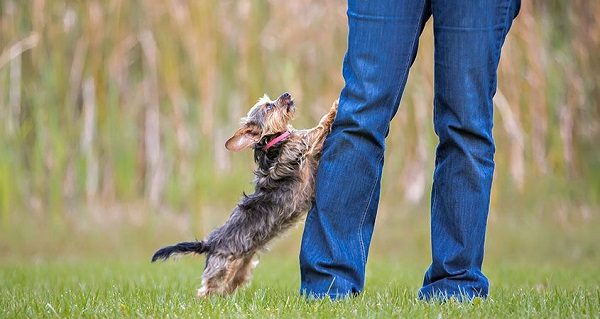 Top 10 Human Behaviors That Stress Dogs Out dog jumping 1010 | Behaviour & Training