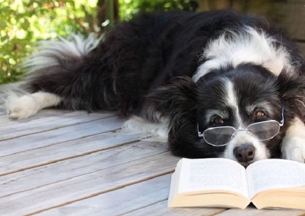 12 Facts About Border Collies intelligent Border collie | Dogs