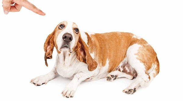 Top 10 Human Behaviors That Stress Dogs Out punish your dog 01 1 | Behaviour & Training
