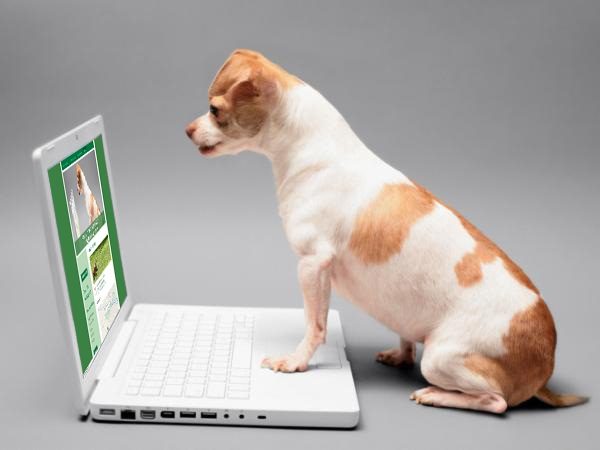 Making Money By Dog Breeding 11 Making Money By Dog Breeding register your business legally in the veterinary records of dogs | Behaviour & Training