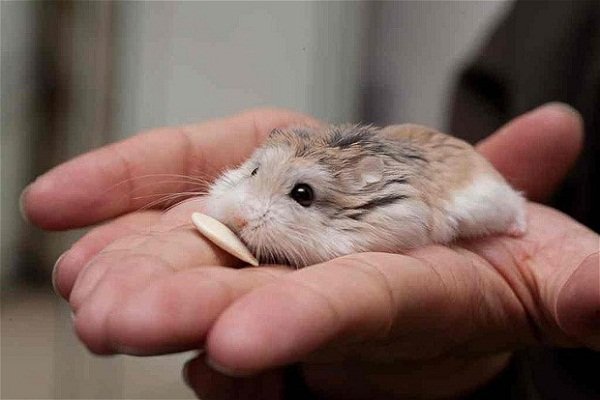 Roborovski Dwarf Hamster 02 Disk Trend Magazine,How To Find An Apartment
