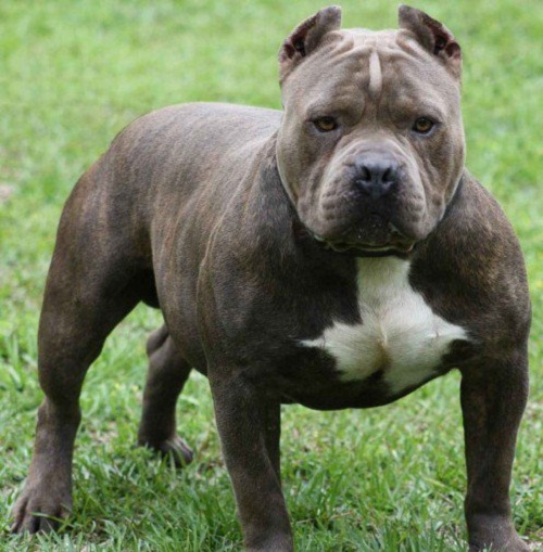10 Interesting facts about American pit bull dogs 2 10 Interesting facts about American pit bull dogs pitbull 02 | Dogs
