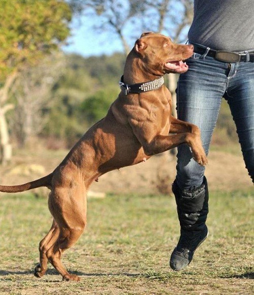10 Interesting facts about American pit bull dogs 10 10 Interesting facts about American pit bull dogs pitbull 12 | Dogs
