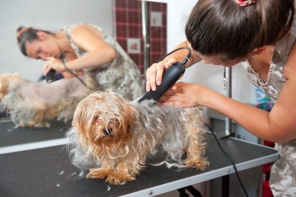 Can You Clip Your Dog's Hair at Home? How To Groom A Dog With Clippers | Dogs