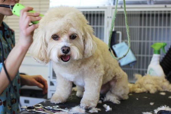 Can You Clip Your Dog's Hair at Home? clip your dogs hair | Dogs
