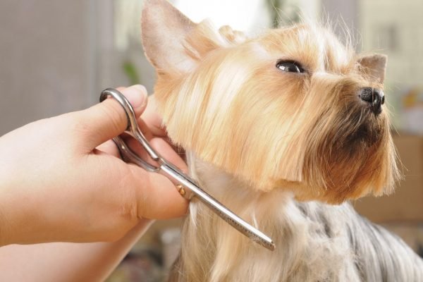 Can You Clip Your Dog's Hair at Home? grooming dogs hair | Dogs