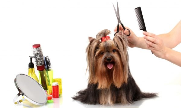 Can You Clip Your Dog's Hair at Home? grooming dogs hair.. 1 | Dogs
