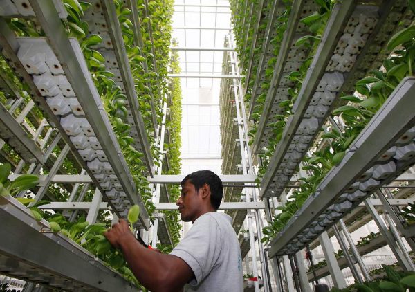 Top 15 Futuristic Business Trends Expected Vertical Farming | Business & Finance